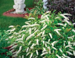 Little Henry Sweetspire, Itea Virginica
Proven Winners
Sycamore, IL