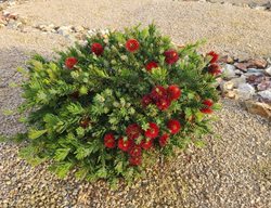Little John Dwarf Bottlebrush, Callistemon 'little John'
Shutterstock.com
New York, NY