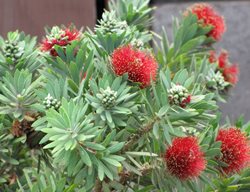 Little John Dwarf Bottlebrush, Callistemon
Millette Photomedia
