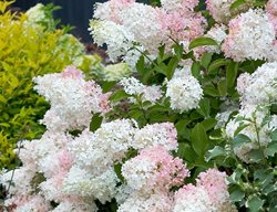 Little Lamb Panicle Hydrangea, Hydrangea Paniculata
Proven Winners
Sycamore, IL