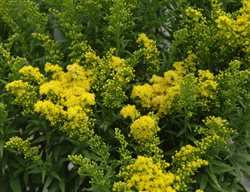 Little Lemon Goldenrod, Solidago ‘dansolitlem’
Millette Photomedia
