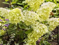 Little Lime Hydrangea, Dwarf Hydrangea
Proven Winners
Sycamore, IL