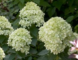 Little Lime Hydrangea, Hydrangea Paniculata
Proven Winners
Sycamore, IL
