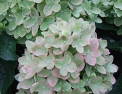 Little Lime Hydrangea, Lime Flowers, Green Flowers
Proven Winners
Sycamore, IL