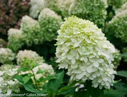 Little Lime Panicle Hydrangea, Hydrangea Paniculata
Proven Winners
Sycamore, IL