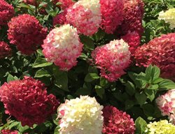 Little Lime Punch Hydrangea, Hydrangea Paniculata
Proven Winners
Sycamore, IL