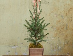 Little Living Tree, Tabletop Christmas Tree
Terrain
