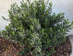 Little Ollie Olive Shrub, Olea Europaea 'montra'
Garden Design
Calimesa, CA