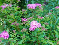 Little Princess Spirea, Spiraea Japonica, Flowering Shrub
Shutterstock.com
New York, NY