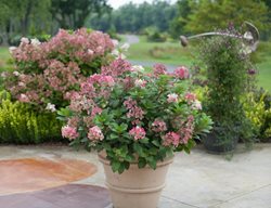 Little Quick Fire Hydrangea, Dwarf Hydrangea
Proven Winners
Sycamore, IL