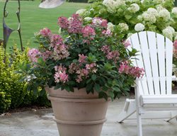 Little Quick Fire Hydrangea, Hydrangea Paniculata
Proven Winners
Sycamore, IL