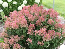 Little Quick Fire Hydrangea, Panicle Hydrangea
Proven Winners
Sycamore, IL