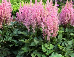 Little Vision In Pink Astilbe, Astilbe Chinensis
Proven Winners
Sycamore, IL