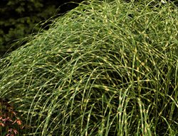 Little Zebra Grass, Dwarf Zebra Grass, Miscanthus Sinensis
Proven Winners
Sycamore, IL
