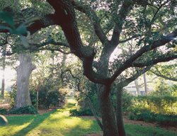 Live Oak Tree
Nelson Byrd Woltz
Charlottesville, VA