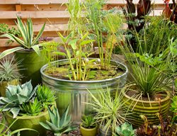 Livestock Trough Water Feature
Garden Design
Calimesa, CA