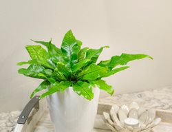 Living Lace Crocodyllus Fern, Crocodile Fern
Proven Winners
Sycamore, IL