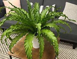 Living Lace Victoria Japanese Bird's Nest Fern, Bird's Nest Fern, Asplenium
Proven Winners
Sycamore, IL