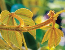 Lizard Plant, Tetrastigma Voinierianum
Western Hills Garden
Occidental, CA