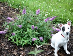 Lo & Behold Lilac Chip, Butterfly Plant, Lilac Chip Butterfly Bush
Proven Winners
Sycamore, IL