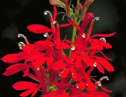 Lobelia Cardinalis
Garden Design
Calimesa, CA