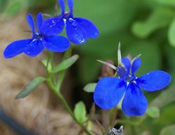 Lobelia Crystal Palace, Lobelia Erinus, Cobalt Blue Flower
Alamy Stock Photo
Brooklyn, NY