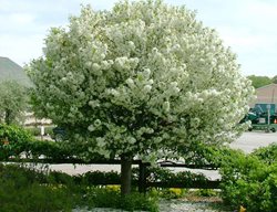 Lollipop Crabapple Tree, Malus 'lollizam', White Flowering Tree
Spring Meadow Nursery
Grand Haven, MI