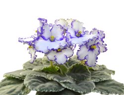 Lonestar Twilight African Violet, White And Purple Edged African Violet
Shutterstock.com
New York, NY