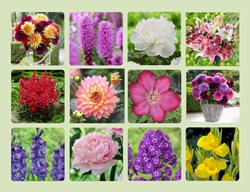 Longfield Gardens
Garden Design
Calimesa, CA