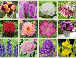 Longfield Gardens
Longfield Gardens
