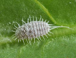 Longtail Mealybug, Plant Pest
Shutterstock.com
New York, NY
