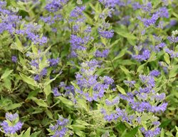 Longwood Blue Caryopteris, Bluebeard Shrub
Shutterstock.com
New York, NY