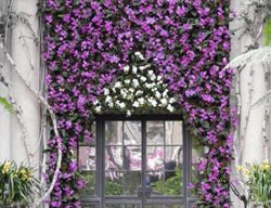 Longwood Orchids
Garden Design
Calimesa, CA