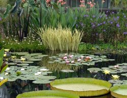 Longwood Waterlilies, Longwood Gardens
Garden Design
Calimesa, CA