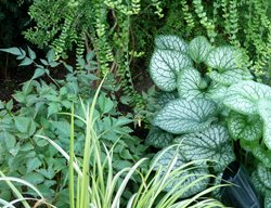 Lonicera Nitida 'baggesen's Gold', Acorus Gramineus, Brunnera Macrophylla 'jack Frost', White Astilbe
Garden Design
Calimesa, CA