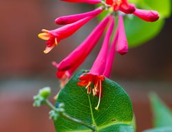  Lonicera Sempervirens ‘major Wheeler’ (coral Honeysuckle)
Garden Design
Calimesa, CA