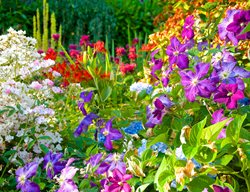 Loughrey Flowers
Garden Design
Calimesa, CA