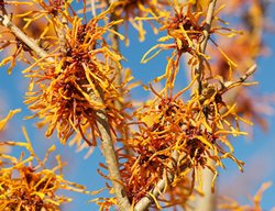 Loughrey_hamamelis_intermedia_aphrodite
Garden Design
Calimesa, CA