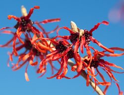 Loughrey_hamamelis_intermedia_diane_pdxnfeb2013
Garden Design
Calimesa, CA