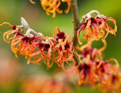 Loughrey_hamamelis_intermedia_jelena_bc
Garden Design
Calimesa, CA