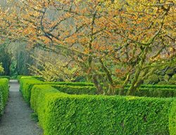 Loughrey_hamamelis_intermedia_jelena
Garden Design
Calimesa, CA