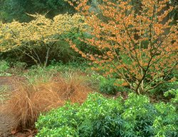 Loughrey_hamamelis_intermedia_orange_beauty_h._mollis_pallida
Garden Design
Calimesa, CA