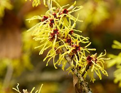 Loughrey_hamamelis_mollis_hoy
Garden Design
Calimesa, CA