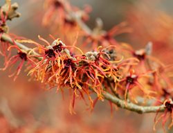 Loughrey_hamamelis_x_intermedia_fire_charm_hoytfeb2013
Garden Design
Calimesa, CA