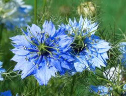 Love In A Mist, Blue Flower
Pixabay
