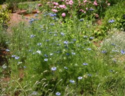 Love In A Mist Flower, Nigella Damascena, 
Millette Photomedia
