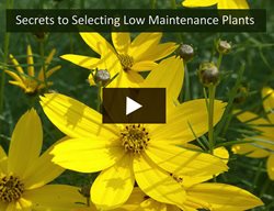 Low-Maintenance Plants Video
Garden Design
Calimesa, CA