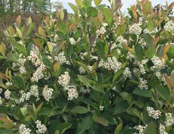 Low Scape Hedger Aronia, Black Chokeberry
Proven Winners
Sycamore, IL