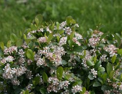 Low Scape Mound Aronia, Shrub, Proven Winners
Proven Winners
Sycamore, IL