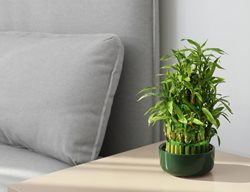 Lucky Bamboo Plant, Dracaena Sanderiana
Shutterstock.com
New York, NY